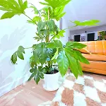 Apartment Le Cosy Perpi 90m2 En Hyper Centre