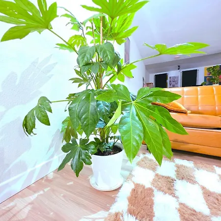 Apartmán Le Cosy Perpi 90m2 En Hyper Centre